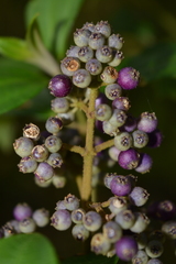 Miconia elaeoides