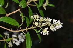 Miconia elaeoides