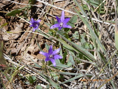 Brodiaea terrestris kernensis