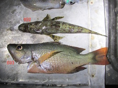 Lutjanus argentimaculatus