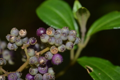 Miconia elaeoides