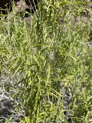Brickellia longifolia