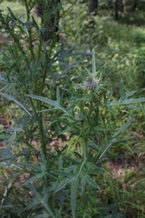Cirsium vulgare