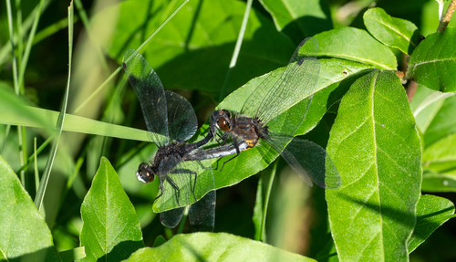 Dot-tailed Whiteface photo 5