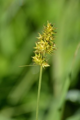 Carex gravida