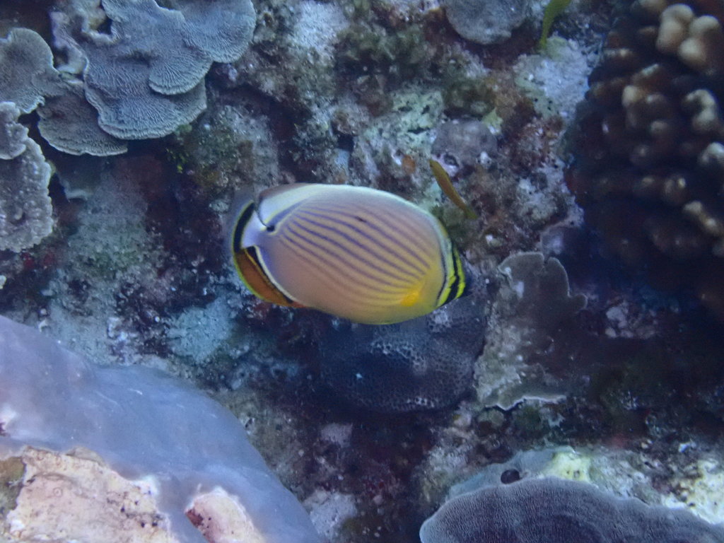 Oval Butterflyfish