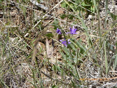 Brodiaea terrestris kernensis