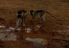 Chlorocebus tantalus