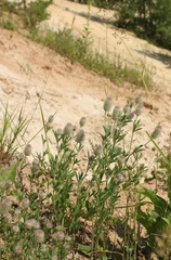 Trifolium arvense