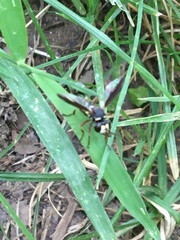 Physocephala marginata