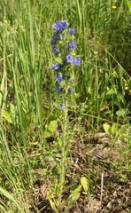 Echium vulgare