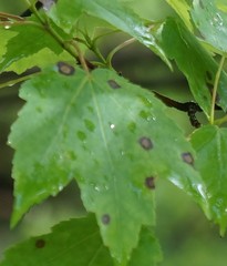 Sphaerulina aceris
