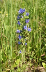 Echium vulgare