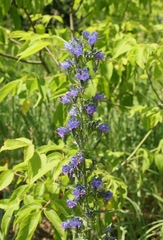 Echium vulgare