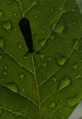 Mystacides sepulchralis