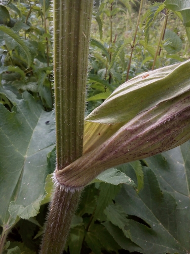 dissected hogweed