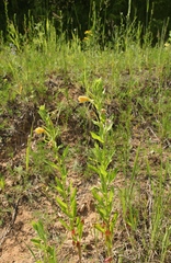 Oenothera biennis