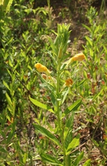 Oenothera biennis