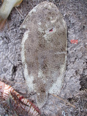 Pardachirus marmoratus