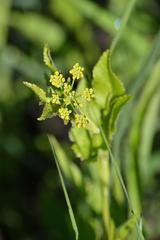 Thaspium trifoliatum flavum