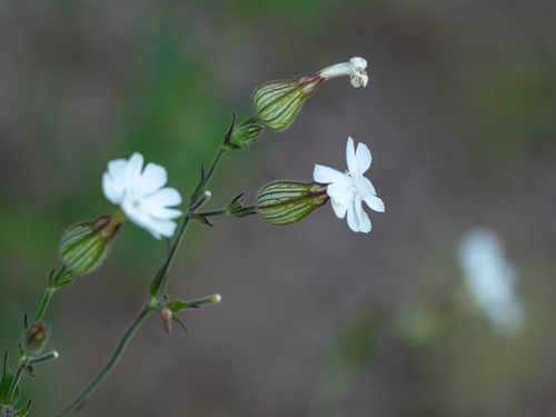 Silene latifolia