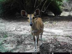 Tragelaphus scriptus
