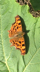 Polygonia c-album