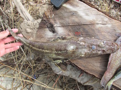 Platycephalidae