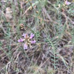 Astragalus flexuosus