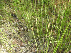 Equisetum × moorei