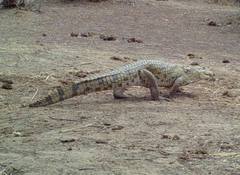 Crocodylus suchus