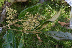 Miconia tovarensis