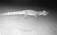 Crocodylus suchus