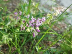 Polygala comosa