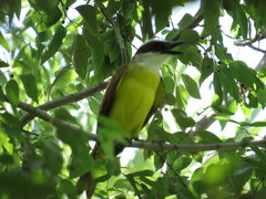 Pitangus sulphuratus