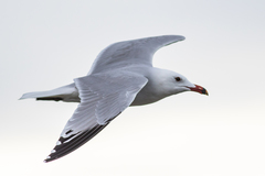 Ichthyaetus audouinii