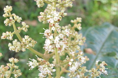 Miconia tovarensis