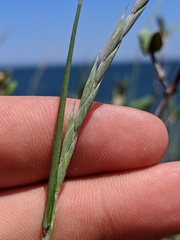 Elymus trachycaulus
