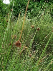 Juncus conglomeratus