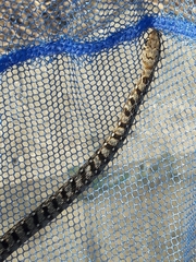 Amphiesma stolatum
