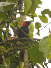 Malimbus rubricollis