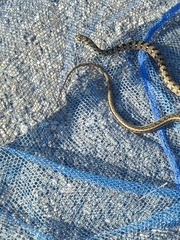 Amphiesma stolatum