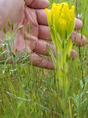 Castilleja levisecta