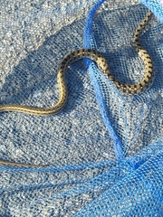 Amphiesma stolatum