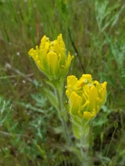 Castilleja levisecta
