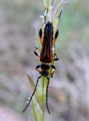 Stenopterus ater