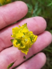 Castilleja levisecta