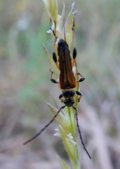 Stenopterus ater