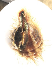 Monoplex parthenopeus