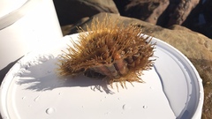 Monoplex parthenopeus